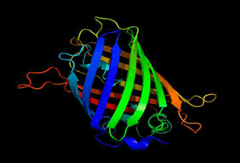 Image: The green fluorescent proteins help measure intracellular heat (Photo courtesy of Richard Wheeler). 